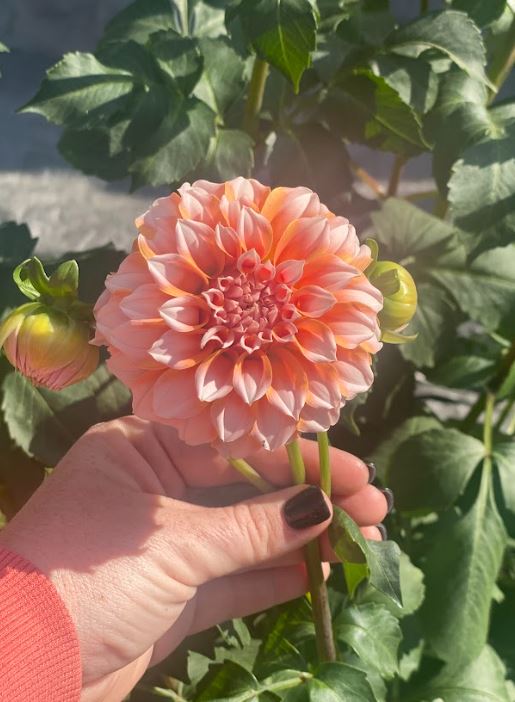 Porch Petals 2024 - Summer/Fall Bouquet Subscription