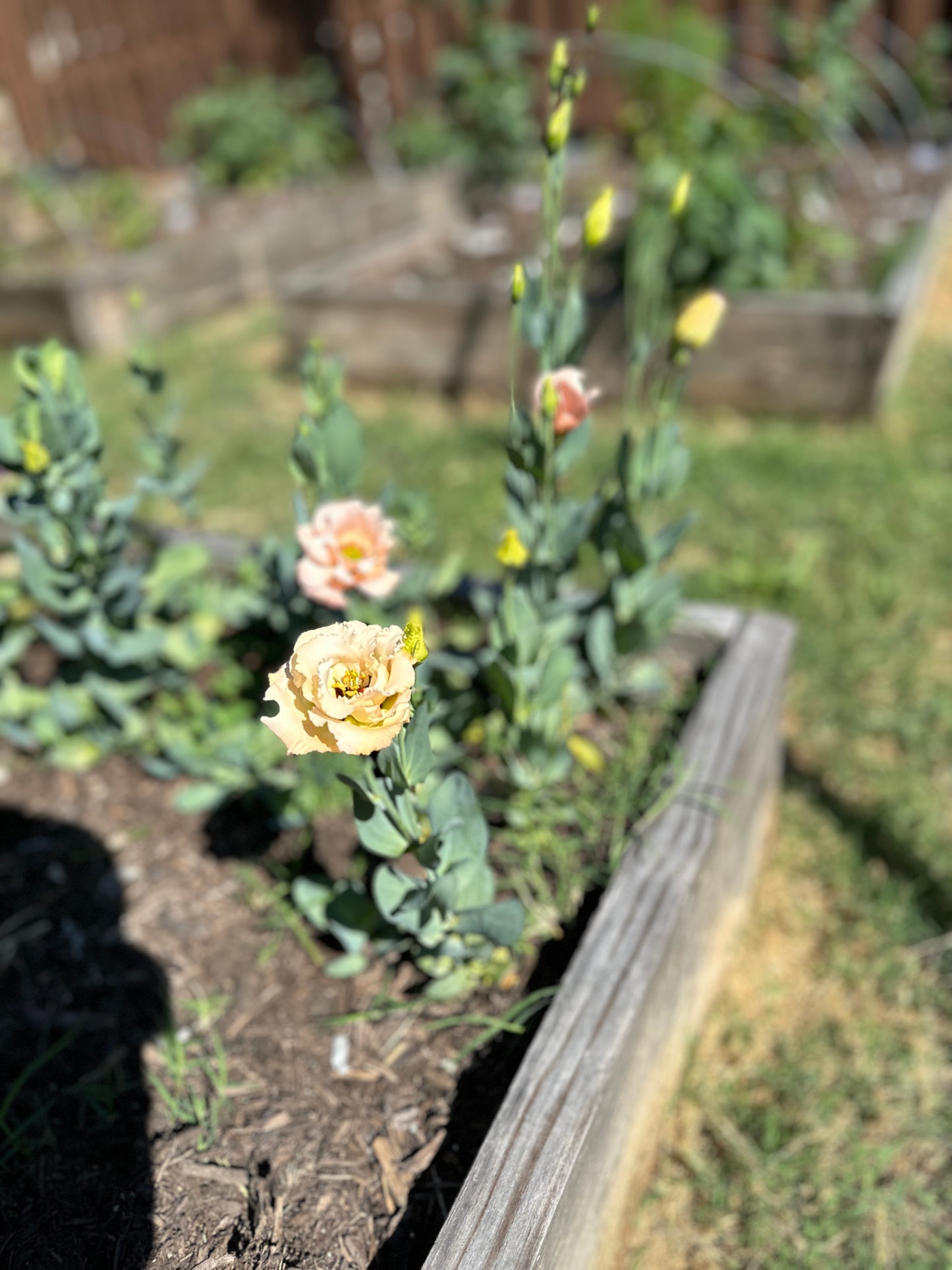 Porch Petals 2024 - Summer/Fall Bouquet Subscription