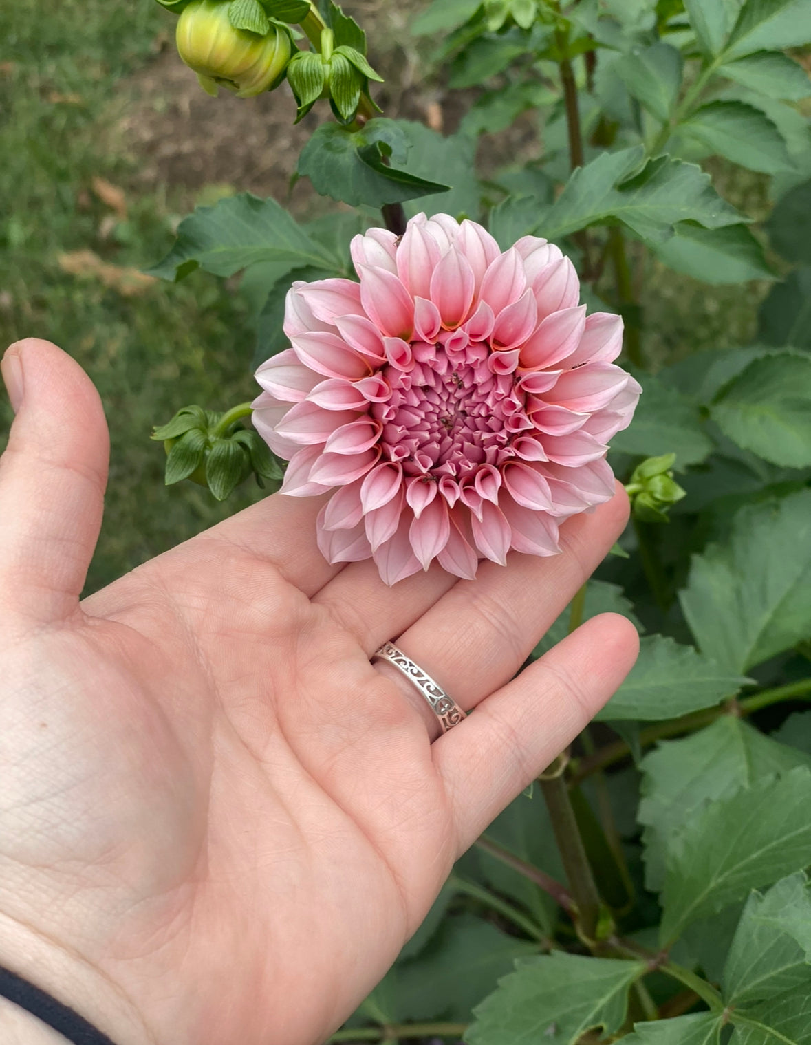 Porch Petals 2024 - Summer/Fall Bouquet Subscription