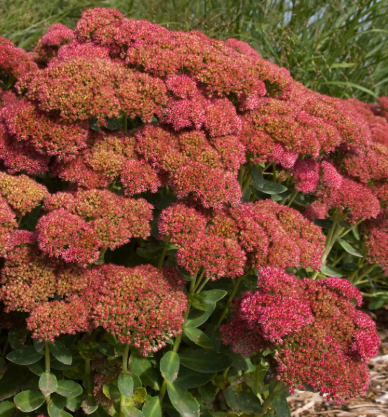 Plugs: Autumn Fire Sedum (1 pack)