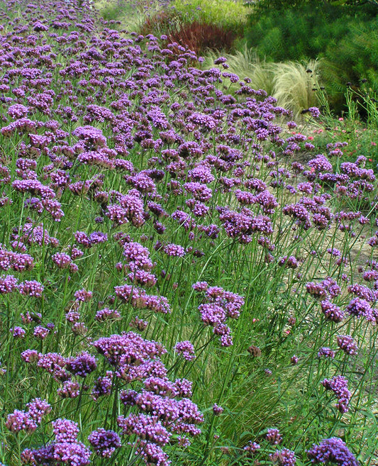 Plugs: Verbena Bonariensis (8 pack)